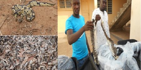Espèces protégées : Le python royal vénéré dans certaines localités au Togo, reste menacé d’extinction