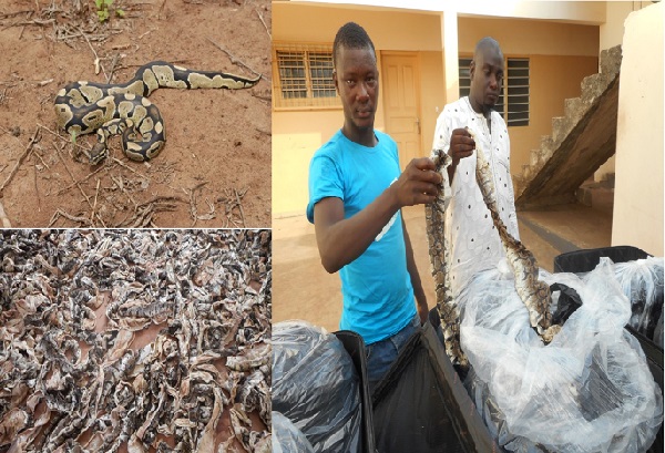 Espèces protégées : Le python royal vénéré dans certaines localités au Togo, reste menacé d’extinction