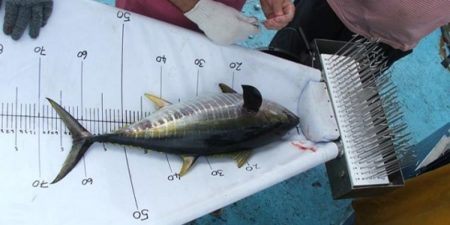 progrès dans la protection de la biodiversité : Baisse de la surpêche du thon et de la pollution, création de 18 nouvelles zones pour les écosystèmes marins vulnérables