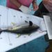 progrès dans la protection de la biodiversité : Baisse de la surpêche du thon et de la pollution, création de 18 nouvelles zones pour les écosystèmes marins vulnérables