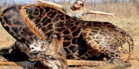 Espèces en voie de disparition : une chasseuse américaine tue une girafe et choque largement les réseaux sociaux