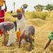 Clôture la Conférence de la FAO : l’alimentation et l’agriculture ont un rôle primordial à jouer pour parvenir à un avenir durable, selon José Graziano da Silva