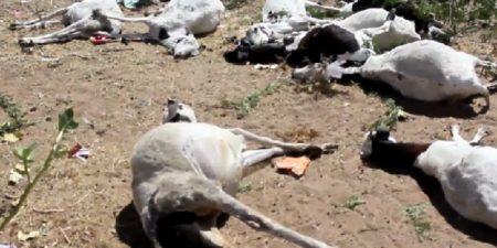 Grosse perte au quartier Touba Seras- Louga: une vingtaine de moutons et chèvres périssent empoisonnés par des produits pas totalement incinérés