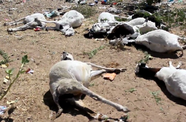 Grosse perte au quartier Touba Seras- Louga: une vingtaine de moutons et chèvres périssent empoisonnés par des produits pas totalement incinérés