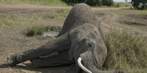 Bassin du Congo : : Après un cas de braconnage au Maniema, Greenpeace Afrique réclame une riposte ferme pour sauver les éléphants