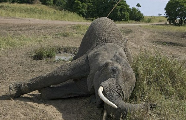 Disparition accélérée des espèces, de l’importance de restaurer la biodiversité