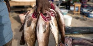 Thierno Mbengue Président de l’association nationale des mareyeurs du Sénégal (ANAMS) : « plusieurs facteurs expliquent la rareté du poisson… »