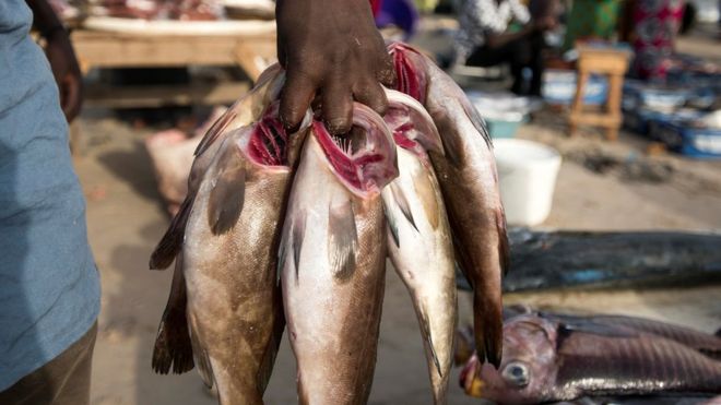 Kaolack – crise au marche central aux poissons : Le syndicat des travailleurs exige de l’Etat la reprise de la gestion…