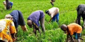 Quand les producteurs jettent leurs récoltes : penser l&rsquo;amont agricole à partir de l&rsquo;aval   Par Dr Papa Abdoulaye Seck