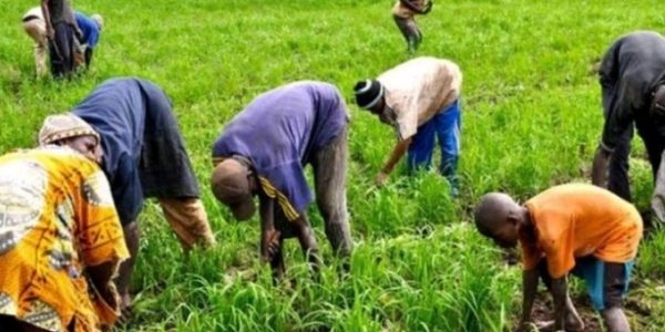 Quand les producteurs jettent leurs récoltes : penser l&rsquo;amont agricole à partir de l&rsquo;aval   Par Dr Papa Abdoulaye Seck