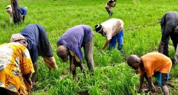 Pour l’atteinte des objectifs de développement Durable (ODD) :  Les producteurs ruraux en formation pour le suivi et l’approbation de l’agenda 2030