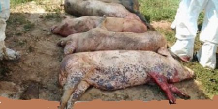 Données alarmantes de la FAO : Un an après son apparition, près de 5 millions de porcs morts dus à l’épidémie de peste porcine en Asie