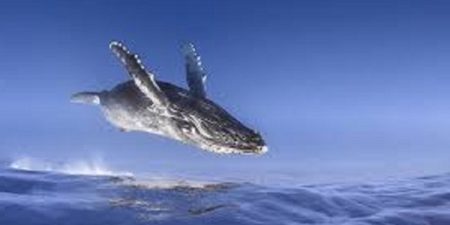 Semaine du climat : les Nations Unies et les plus grands êtres vivants de la planète ont un message à nous transmettre :