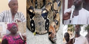 Alerte rouge aux HLM Las-Palmas de Guédiawaye : un boa hante le sommeil des populations !