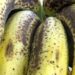 Alimentation-Santé : la FAO et ses partenaires intensifient leurs efforts visant à aider les pays à lutter contre une maladie affectant la banane