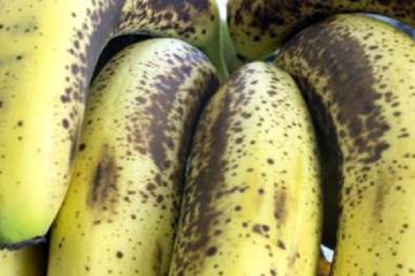 Alimentation-Santé : la FAO et ses partenaires intensifient leurs efforts visant à aider les pays à lutter contre une maladie affectant la banane