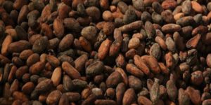 Un Secteur tendu : La Fondation mondiale du cacao joue l’apaisement après le boycott de sa réunion par la Côte d’Ivoire et le Ghana