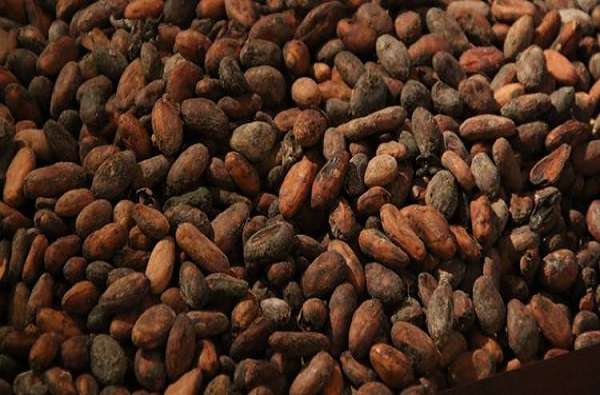 Nouveau rapport de la FAO : Le cacao, le café et le thé font grimper la facture des importations alimentaires mondiales pour les pays les plus riches