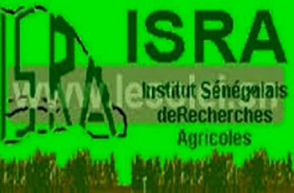 La recherche agricole sénégalaise en bonne pole: Les chercheurs de l’ISRA font le plein au Cames 2019 à Bangui en République Centrafricaine