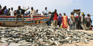 Transparence dans la gouvernance des pêcheries :  Le Sénégal vers la désignation de l’autorité en charge de la FiTI