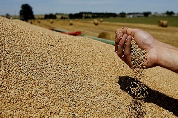 Prévisions mondiales : la FAO annonce une hausse record de la production de céréales pour 2019