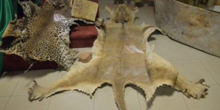 Crimes fauniques : les lions d’Afrique de l’ouest en danger critique d’extinction