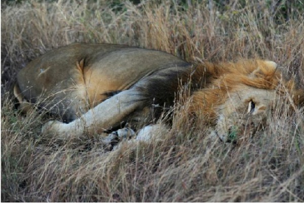 Crimes fauniques : les lions d’Afrique de l’ouest en danger critique d’extinction