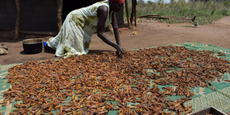 Criquets pèlerins : des Ougandais mangent les envahisseurs de leurs champs