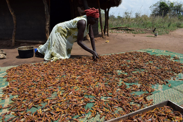 Criquets pèlerins : des Ougandais mangent les envahisseurs de leurs champs