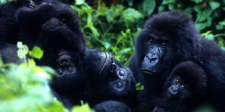 Ouganda : la foudre fait quatre morts dans un groupe gorilles