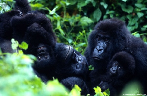 Ouganda : la foudre fait quatre morts dans un groupe gorilles