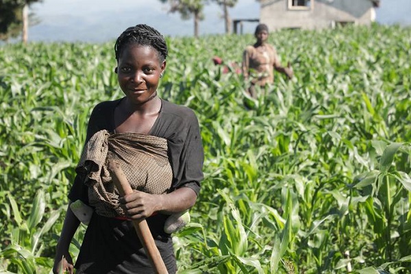 Secteur agricole : Un nouvel outil de données de la FAO explore où va le « dollar alimentaire »