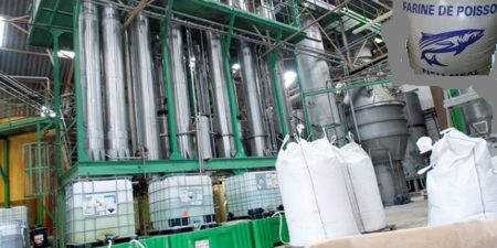 Nouvelles usines de farine et d’huile de poisson à Cayar Et Sandiara : Greenpeace Afrique crie au scandale