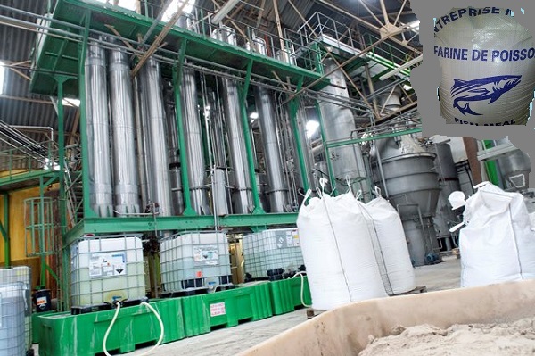 Nouvelles usines de farine et d’huile de poisson à Cayar Et Sandiara : Greenpeace Afrique crie au scandale