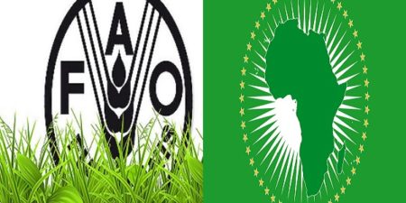 COP28 : la FAO reçoit  un financement supplémentaire de 50 millions de dollars pour un projet innovant sur les cultures africaines