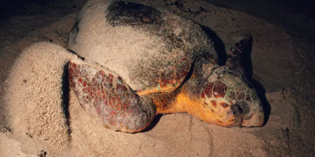 Environnement : Les tortues de retour sur les plages sénégalaises, les braconniers aussi…