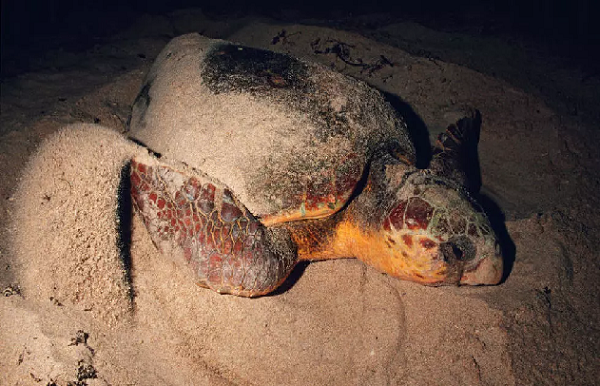 Environnement : Les tortues de retour sur les plages sénégalaises, les braconniers aussi…