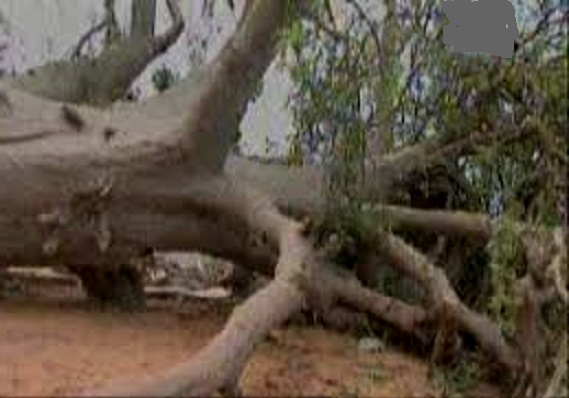 Drame à Kaffrine : une adolescente de quatorze ans tuée par la chute d’un baobab