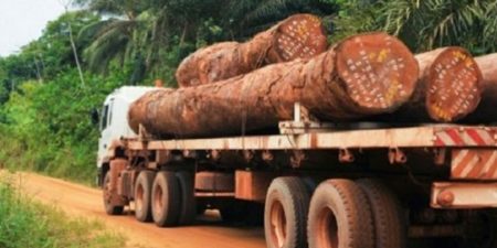 A CAUSE DU TRAFIC DE VENE DU SENEGAL :  CMA CGM suspend ses exportations de bois en Gambie