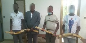 Togo- Trafic illégal de l&rsquo;ivoire: 4 présumés trafiquants de 6 pointes d’ivoire déférés à la prison civile de Kara