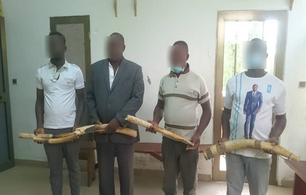 Togo- Trafic illégal de l&rsquo;ivoire: 4 présumés trafiquants de 6 pointes d’ivoire déférés à la prison civile de Kara