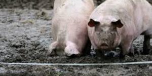 Préparatifs noël dans la banlieue : Les porcs sont rares et inquiètent les éleveurs