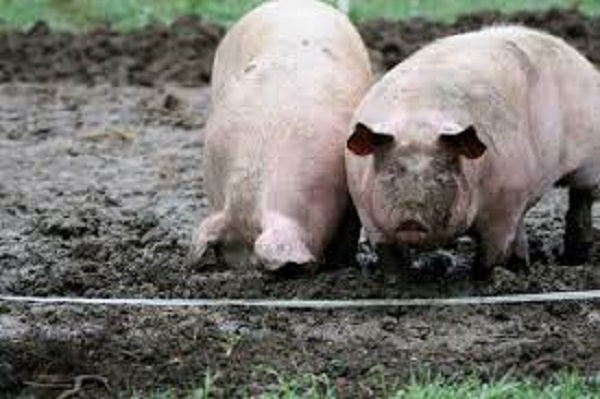 Préparatifs noël dans la banlieue : Les porcs sont rares et inquiètent les éleveurs