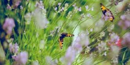 Célébration de la Journée internationale de la montagne: la biodiversité de la montagne compte