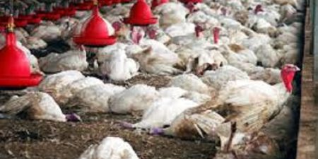 Après Saint-Louis et Dakar, une attaque de grippe aviaire signalée dans une ferme a Louga : 11400 sujets abattus