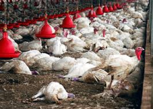 Alerte sur la Grippe aviaire : le niveau de risque porté à «élevé» en France, les volailles confinées