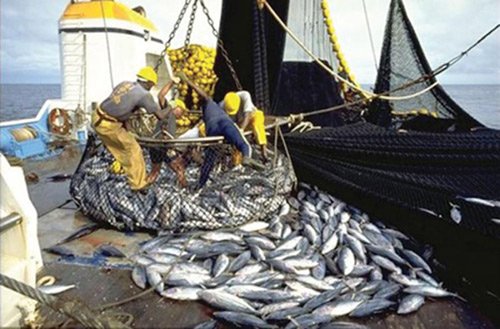 Pêche maritime : Le GAIPES dénonce un « dégel dangereux » des licences de pêche démersale et réclame son annulation