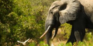 COMMERCE ILLICITE DE FLORE ET DE FAUNE EN AFRIQUE DE L’OUEST : Sociétés internationales et gouvernements nationaux, principaux facilitateurs