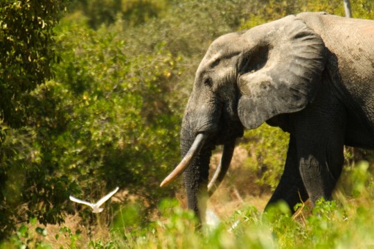 COMMERCE ILLICITE DE FLORE ET DE FAUNE EN AFRIQUE DE L’OUEST : Sociétés internationales et gouvernements nationaux, principaux facilitateurs