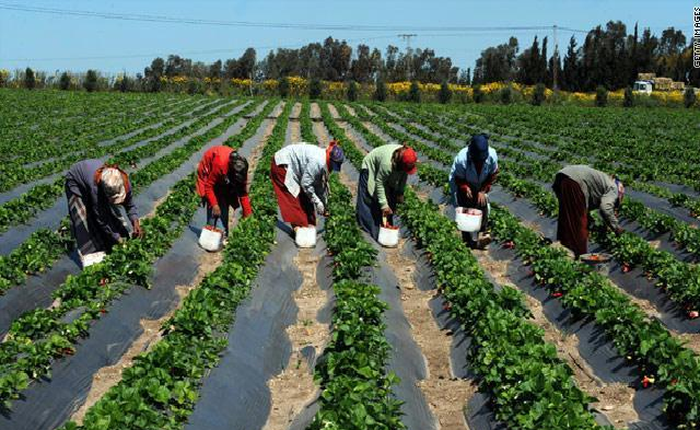 Déficit de formation, accès à l’eau : Le Diagnostic de l’ISRA sur les contraintes du maraîchage dans le Bassin arachidier